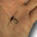 Robotic Fly from Harvard Uni