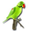 Wireless Electronic Parrot Doorbell