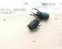 Rechargeable RC Beetle Battle
