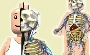 What’s Inside the Lego Man